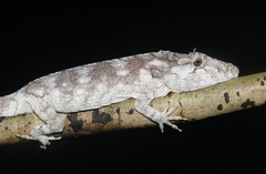 Anolis barbatus