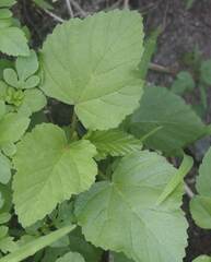 Malvastrum coromandelianum