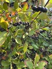 Vaccinium corymbosum