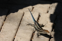 Trachylepis margaritifera