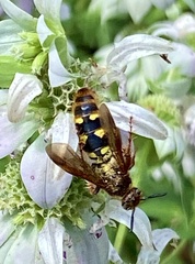 Xanthocampsomeris fulvohirta