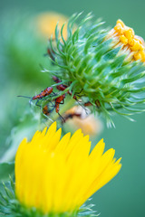 Leptoglossus phyllopus