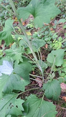 Arnoglossum atriplicifolium