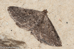 Rhoptria asperaria