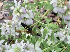 Xanthocampsomeris fulvohirta