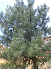 Pinus
