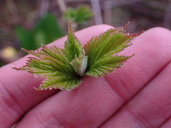Acer glabrum
