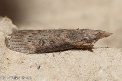 Lamoria anella