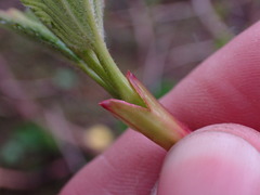 Acer glabrum