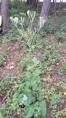 Arnoglossum atriplicifolium