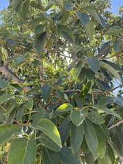 Persea americana