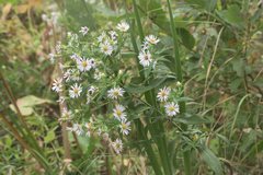 Symphyotrichum firmum