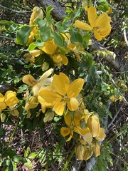 Senna splendida