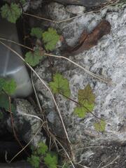 Ampelopsis glandulosa hancei