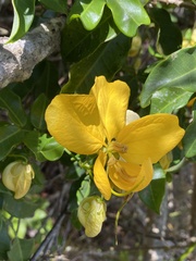 Senna splendida