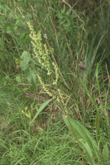 Rumex britannica