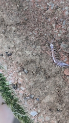 Lithobiomorpha