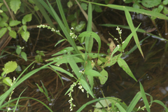 Persicaria punctata