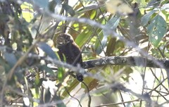 Glaucidium bolivianum