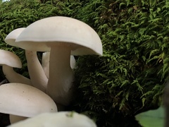 Hypsizygus
