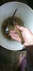 Macrobrachium rosenbergii