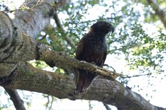 Nestor meridionalis septentrionalis