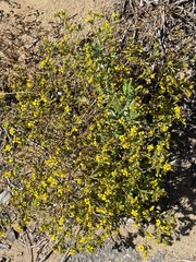 Deinandra fasciculata