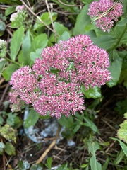 Hylotelephium maximum × spectabile