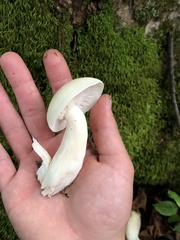 Hypsizygus