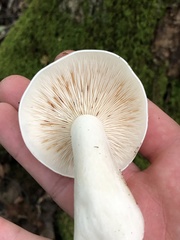 Hypsizygus