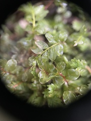 Rhizomnium punctatum