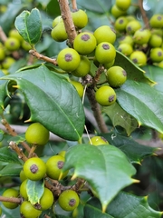 Ilex opaca