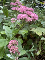 Hylotelephium maximum × spectabile