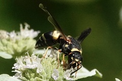 Euodynerus hidalgo boreoorientalis