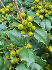 Ilex opaca