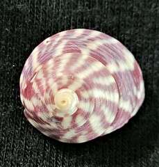 Steromphala umbilicalis