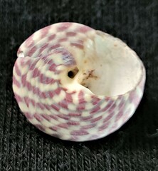 Steromphala umbilicalis