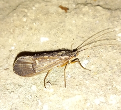 Limnephilidae