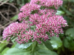 Hylotelephium maximum × spectabile