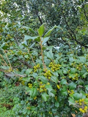 Ilex opaca