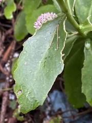 Hylotelephium maximum × spectabile