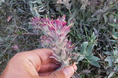 Castilleja elegans