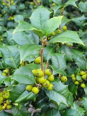 Ilex opaca