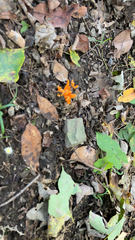 Calocera viscosa