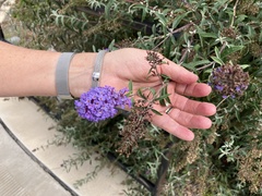 Glandularia wrightii