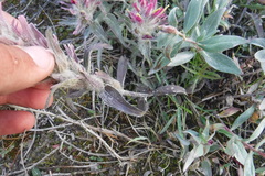 Castilleja elegans