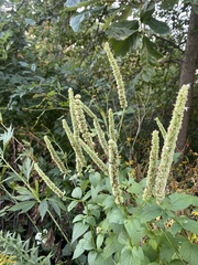 Agastache scrophulariifolia