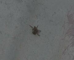 Plexippus paykulli