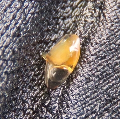 Phyllopoda