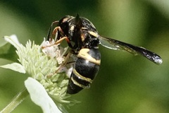 Euodynerus hidalgo boreoorientalis